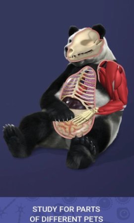 放置宠物（Idle Pet）