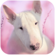 斗牛犬狗模拟器（Bull Terier Dog Simulator）